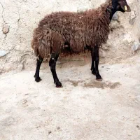 هترو|حیوانات مزرعه|صائین قلعه, |دیوار