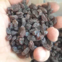 فروش ویژه کشمش آفتابی خشک و تیزابی خرمایی