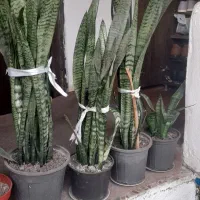 گل سانسوریا  گل فیل و سیکاس