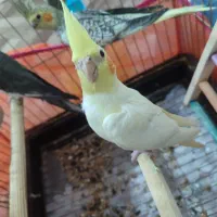 عروس هلندی