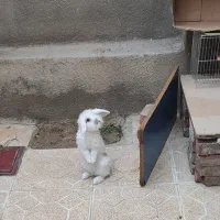 خرگوش