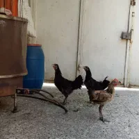 مرغ و خروس  جوان سالم و سرحال