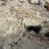 خریدار وفروش کورک ،کرک