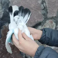 کله دم سبز نر