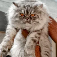 گربه پرشین نر (جفت یابی)