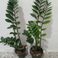 گلهای اپارتمانی شیک و بدون لک