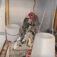 مرغ و خروس سیبرایت