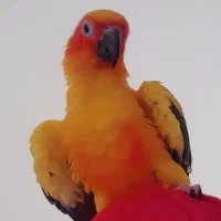طوطی سان کانور خورشیدی