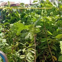 سلام حصیر برای سایبون