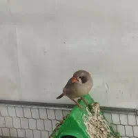 فنچ مولد تعداد بالا