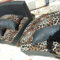 مبل|مبلمان خانگی و میز عسلی|آباده, |دیوار