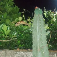 فروش ۶ بوته کاکتوس سرئوس  چند ساله و شب گلده