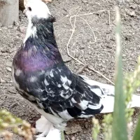 کبوتر شازده هما ،سرور، قنار،بلژیکی
