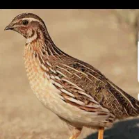 بلدرچین