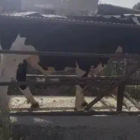 گاو
