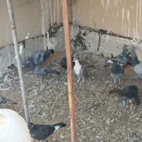 پلاکی