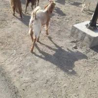 دو عدد چپشت به فروش میرسد