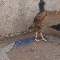 لاری اوشامو