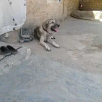 سگ سرابی سه سال