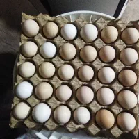 تخم نطفه دار برهما وتخم نطفه دار ابریشمی