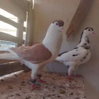 یک جفت ساده