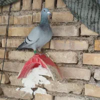 پلاکی مسافتی بازرگان