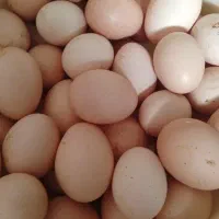 تخم مرغ محلی