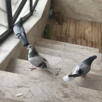 کبوتر|پرنده|شیراز, ماه فیروزان|دیوار