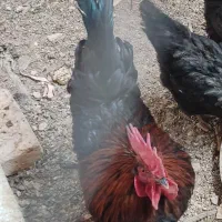 خروس
