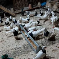 کبوتر طوقی
