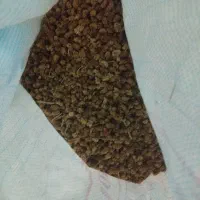 توت حیوانی مختص دام