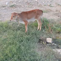 گوساله شیری