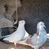 یک جفت کفتر شمرونی اصیل