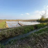 ۲۰۰۰ متر زمین شالیزار