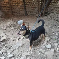 سگ پا کوتاه گرگی میکس
