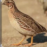 بلدرچین|لوازم جانبی حیوانات|نیشابور, دربقاضی|دیوار