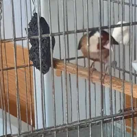 سهره و گل بسر و قناری جفتش ۲۵۰۰