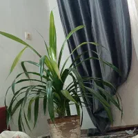 گل پاندانوسب