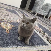 گربه|گربه|اردبیل, |دیوار