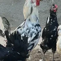 خروس گین لری