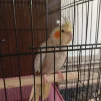 عروس هلندی