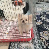 واگذاری بامر خرسی فنجونی