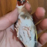 سهره چونه سفید