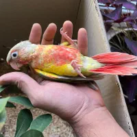 جوجه گرین‌چیک آناناسی (خیلی سرحال)