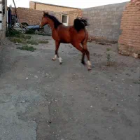 فروشی|اسب و تجهیزات اسبسواری|ملایر, |دیوار