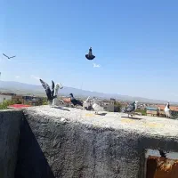 کفتر بوم