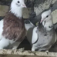 کبوتر|پرنده|باوی, |دیوار