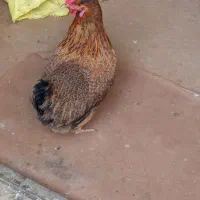 مرغ تخمگذار
