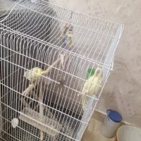 یک جفت عروس هلندی