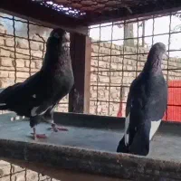 کفترزاغ کله ماستی دهنخورده